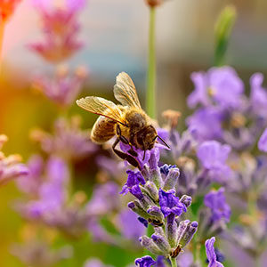 honey bee on top of a purple flower in flower field