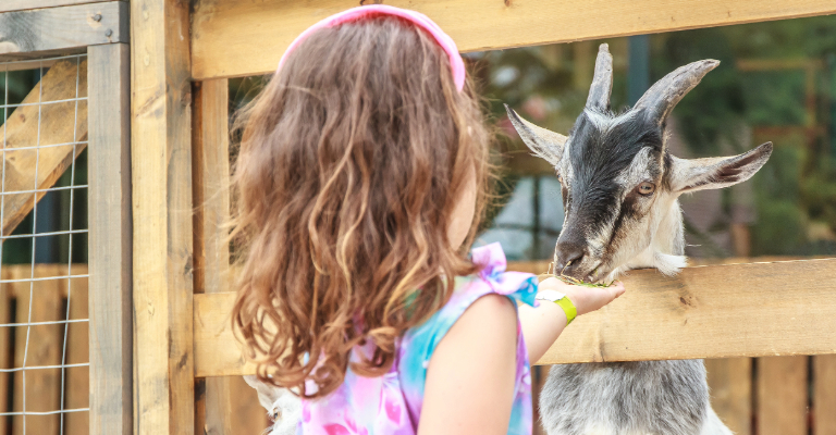 girl feeding a goat
