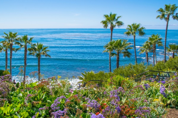 laguna beach view of the pacific ocean with palm trees in the background