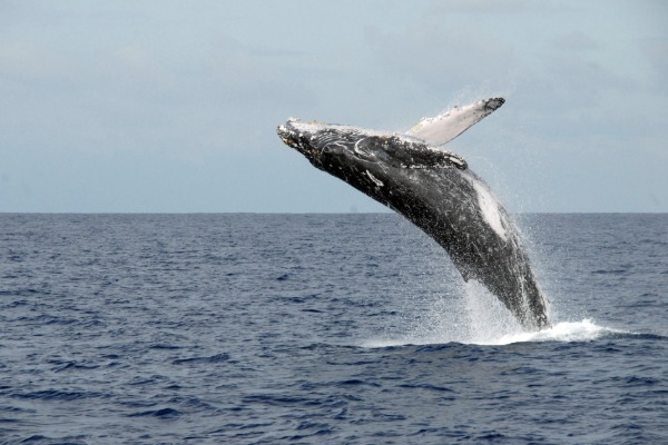 Whale breaching in the ocean